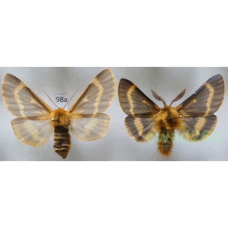 Lemonia dumi (Linnaeus, 1761) pair Czech98a